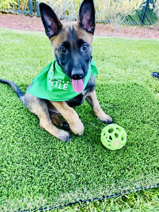 K9 Select project by EverBlade Designs — photo 5