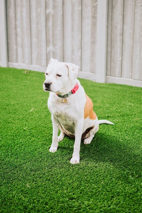K9 Select project by EverBlade Designs — photo 4