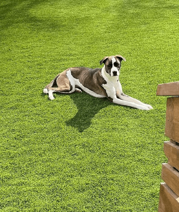 K9 Select project by EverBlade Designs — photo 2