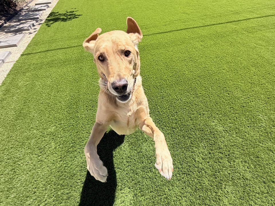 Dog enjoying a clean artificial turf lawn
