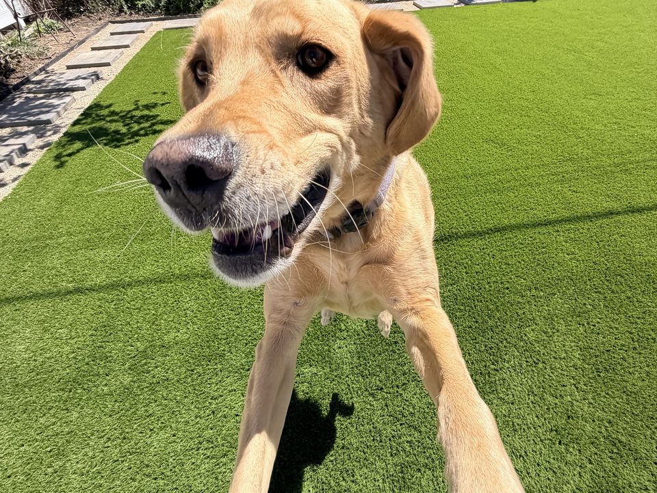 Happy dog on pet-safe synthetic turf