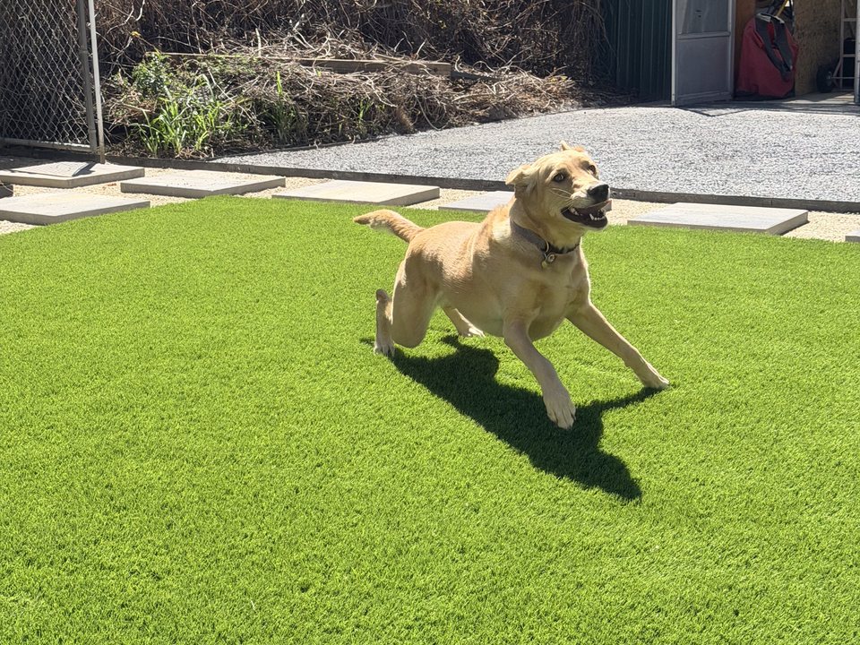 Dog running across a pet-friendly artificial grass yard
