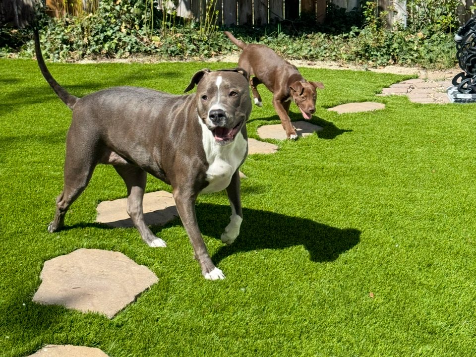 Dog play area with durable turf and garden edges