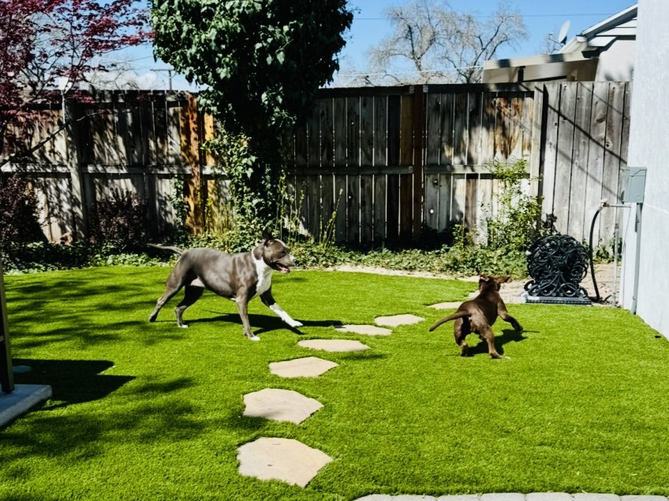 Pet turf garden run with stepping stones