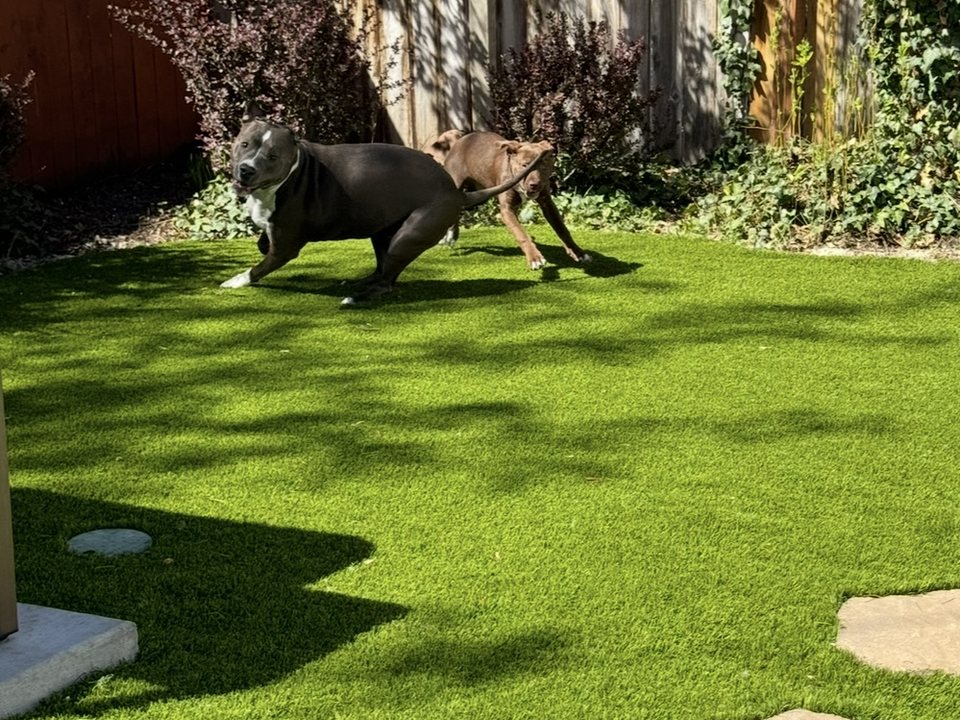 Pet-safe turf detail in a landscaped backyard